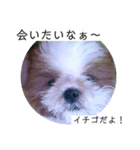 イチゴのスタンプ②（個別スタンプ：4）