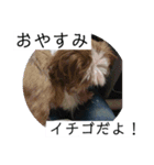 イチゴのスタンプ②（個別スタンプ：6）