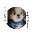 イチゴのスタンプ②（個別スタンプ：8）