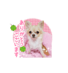 チワワのももちゃんスタンプ ぷりてぃー（個別スタンプ：2）