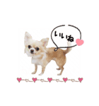 チワワのももちゃんスタンプ ぷりてぃー（個別スタンプ：4）