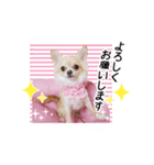 チワワのももちゃんスタンプ ぷりてぃー（個別スタンプ：5）