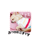 チワワのももちゃんスタンプ ぷりてぃー（個別スタンプ：8）