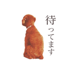 トイプードルのお空くん（個別スタンプ：3）