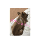 ぽんずとウニ（個別スタンプ：1）