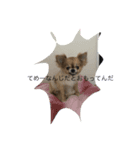 ぽんずとウニ（個別スタンプ：2）