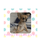 ぽんずとウニ（個別スタンプ：5）