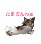 ツンデレラ♡フラッフィー（個別スタンプ：1）