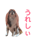 ツンデレラ♡フラッフィー（個別スタンプ：5）
