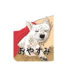 愛犬ソラのスタンプ第2弾（個別スタンプ：3）