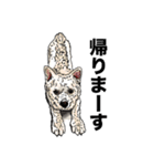 愛犬ソラのスタンプ第2弾（個別スタンプ：5）