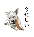 愛犬ソラのスタンプ第2弾（個別スタンプ：8）
