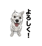 愛犬ソラのスタンプ第2弾（個別スタンプ：12）