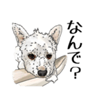 愛犬ソラのスタンプ第2弾（個別スタンプ：16）