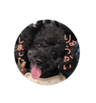 黒プーのジャムくん（個別スタンプ：1）