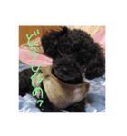 黒プーのジャムくん（個別スタンプ：2）
