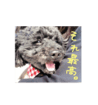黒プーのジャムくん（個別スタンプ：4）