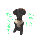 黒プーのジャムくん（個別スタンプ：7）