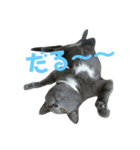 定春の日常（個別スタンプ：8）
