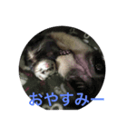 イタチスタンプ（個別スタンプ：1）