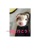 イタチスタンプ（個別スタンプ：4）