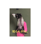 イタチスタンプ（個別スタンプ：5）