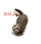 イタチスタンプ（個別スタンプ：7）