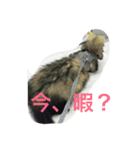 イタチスタンプ（個別スタンプ：8）