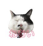 ごーちくもーちゃん（個別スタンプ：1）