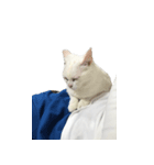 可愛い猫ちゃんの日常（個別スタンプ：1）