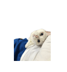 可愛い猫ちゃんの日常（個別スタンプ：2）