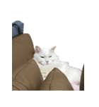 可愛い猫ちゃんの日常（個別スタンプ：4）