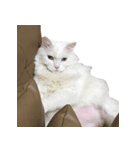 可愛い猫ちゃんの日常（個別スタンプ：5）