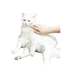 可愛い猫ちゃんの日常（個別スタンプ：6）