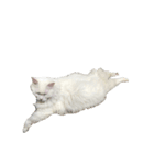 可愛い猫ちゃんの日常（個別スタンプ：7）