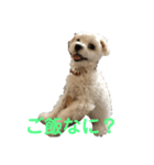 エミリア（個別スタンプ：6）