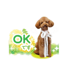 トイプードルのフォルテ君（個別スタンプ：1）
