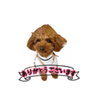 トイプードルのフォルテ君（個別スタンプ：2）