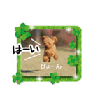 トイプードルのフォルテ君（個別スタンプ：5）
