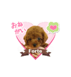 トイプードルのフォルテ君（個別スタンプ：7）