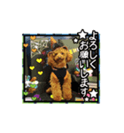 トイプードルのフォルテ君（個別スタンプ：8）