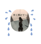 ★M.シュナウザー★★anela★（個別スタンプ：6）