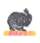 はまのうさぎ1（個別スタンプ：1）