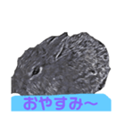 はまのうさぎ1（個別スタンプ：2）