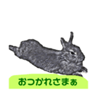 はまのうさぎ1（個別スタンプ：3）