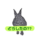 はまのうさぎ1（個別スタンプ：6）