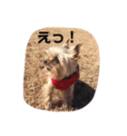 ダイスケ日常編（個別スタンプ：6）