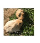 Caviidae2（個別スタンプ：1）