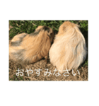 Caviidae2（個別スタンプ：2）
