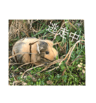 Caviidae2（個別スタンプ：3）